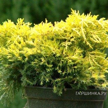 Можжевельник средний Кинг оф Сприн