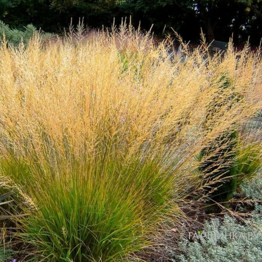 Молиния тростниковая Фонтан