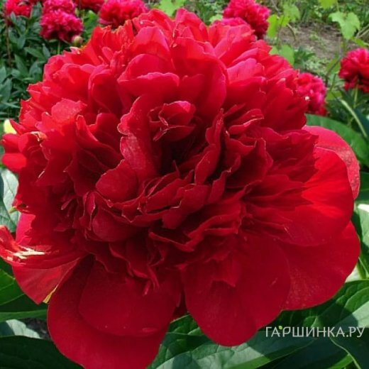 Пион Адольф Руссо