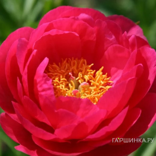 Пион Цитерия