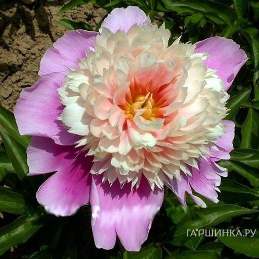 Пион Леди Либерти