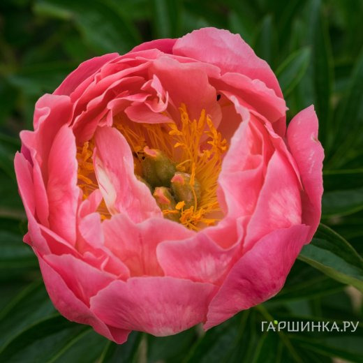 Пион Пинк Хавайан Корал