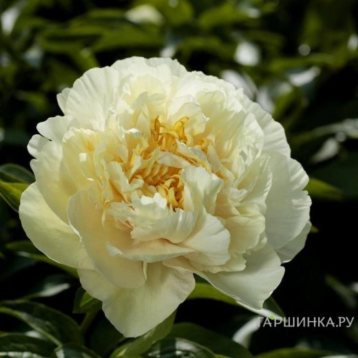 Пион Санни Герл