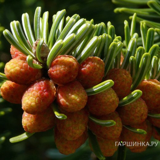 Пихта Нордмана