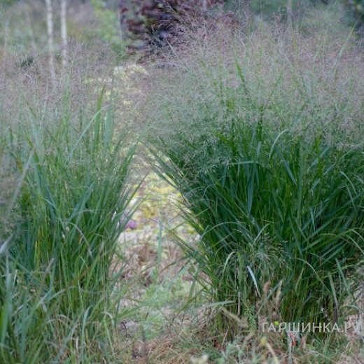 Просо Прейри Скай прутьевидное