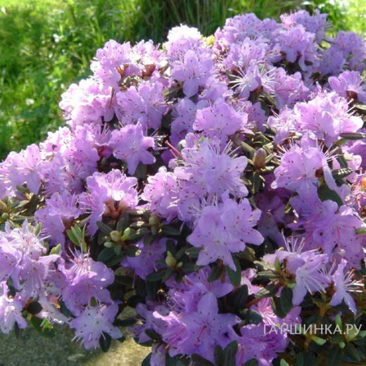 Рододендрон плотный