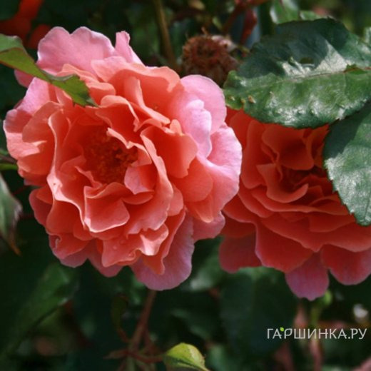 Роза Алибаба, Ворнер (лиц)