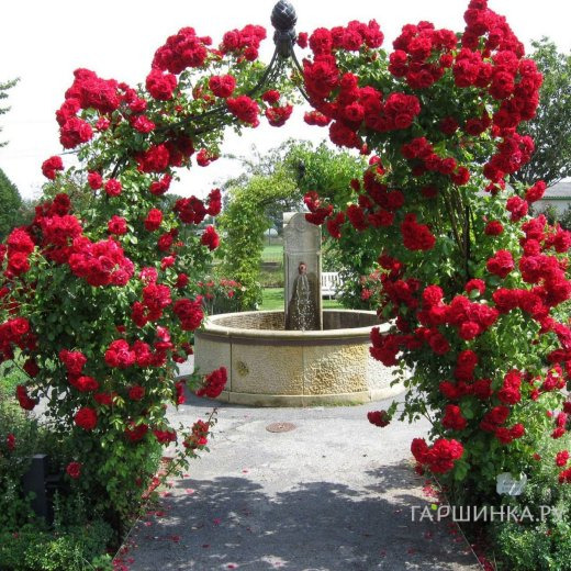 Роза Амадеус плетистая, Кордес (лиц)