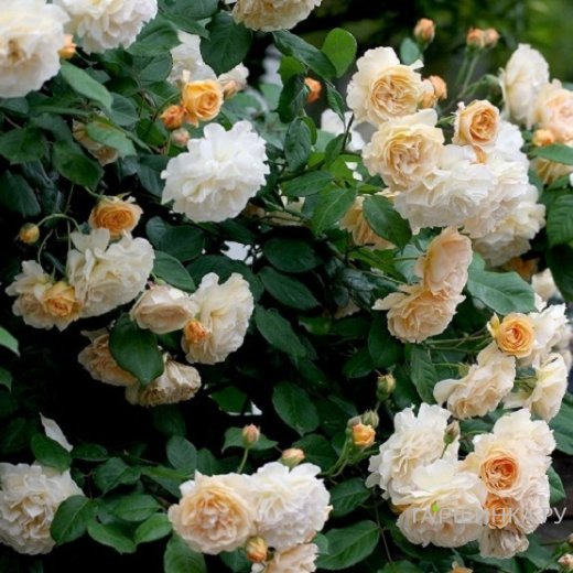 Роза Бафф Бьюти, Гийо (лиц)