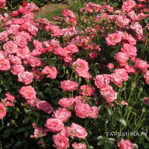 Роза Белла Роза флорибунда, Кордес (лиц)