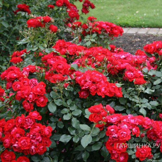 Роза Блэк Форест Роуз флорибунда, Кордес (лиц)