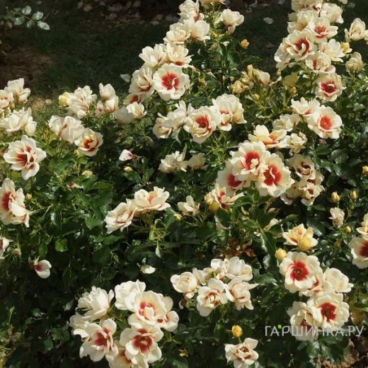 Роза Глориос Бэбилон Айз, Интерплант (лиц)