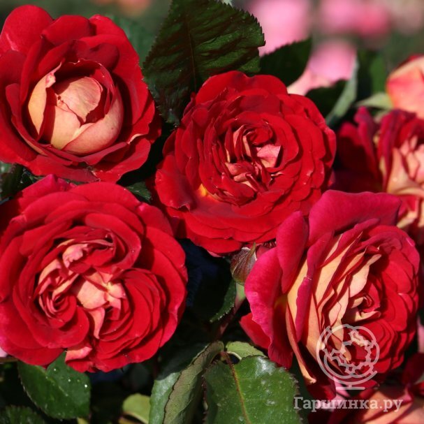 Roza-Di-Zeensverte--Kordes--