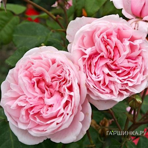 Роза Кисс Ми Кейт плетистая, Кордес (лиц)