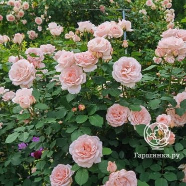 Роза Клер Ренессанс, Пулсен (лиц)