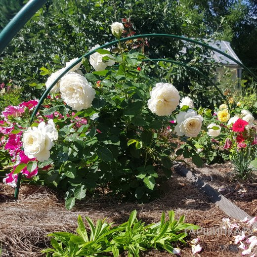 Роза Транквилити, Д.Остин кустарниковая (лиц)