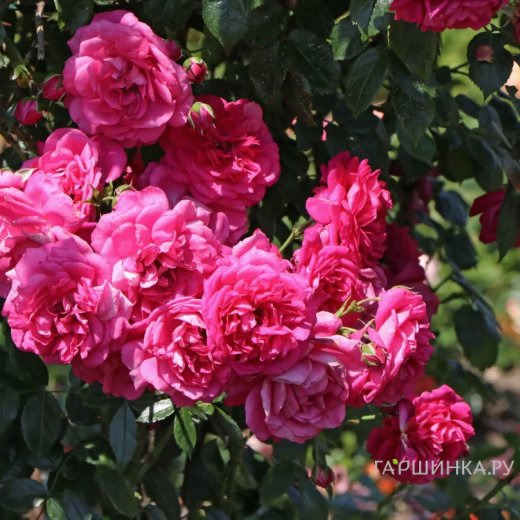 Роза Лагуна плетистая, Кордес (лиц)