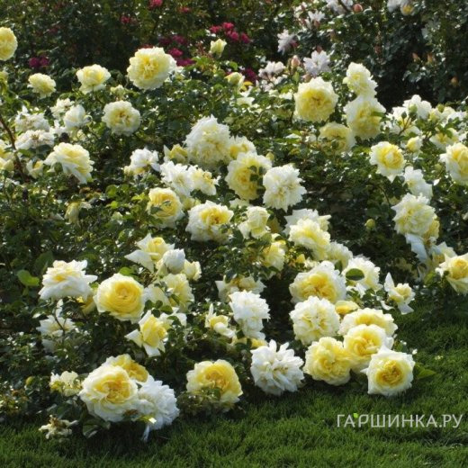 Роза Надя Мейдиланд, Мейян (лиц)