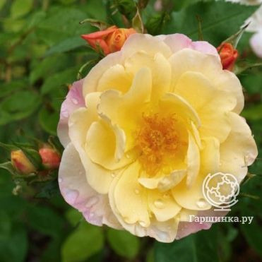 Роза Па де Де, Пулсен (лиц)