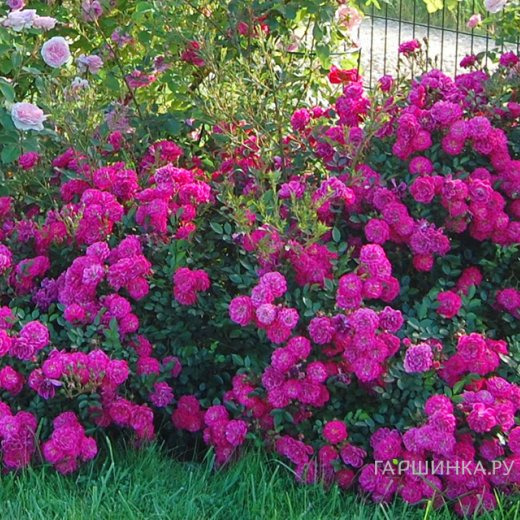 Роза Перпл Рейн почвопокровная, Кордес (лиц)