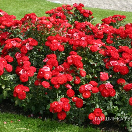 Роза Плантен Ун Блюмен флорибунда, Кордес (лиц)