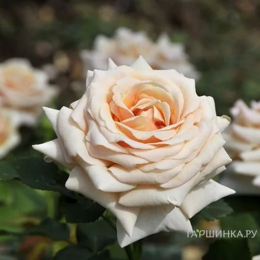 Роза Поль Рикард чайно-гибридная, Top Roses