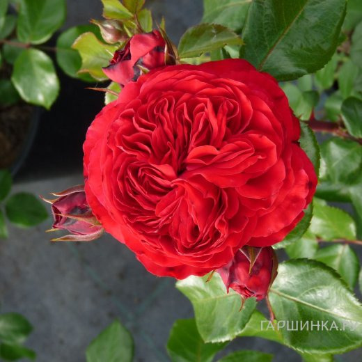 Роза Ред Леонардо да Винчи, Мейян (лиц)