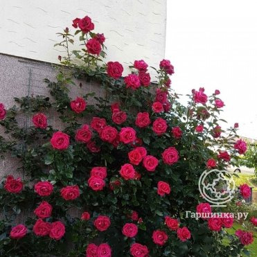 Роза Ред Флэйм, НИРП (лиц)