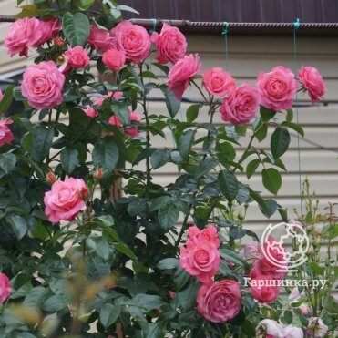 Роза Розанна плетистая, Кордес (лиц)