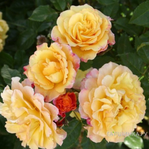 Роза Ругельда парковая, Кордес (лиц)