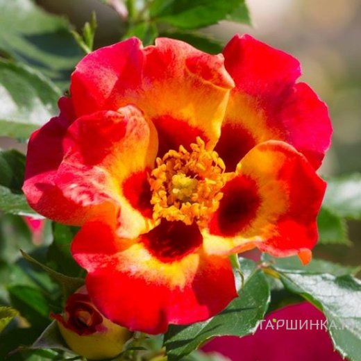 Роза Саншайн Бэбилон Айз, Интерплант (лиц)