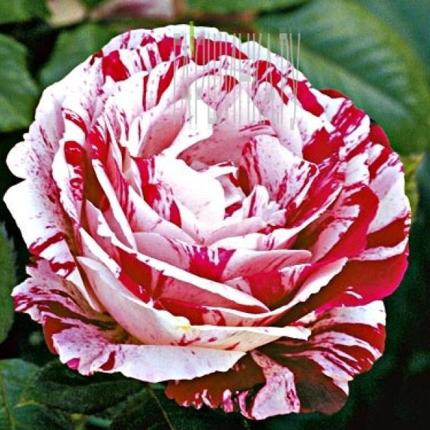 Роза Сентименталь, Викс (лиц) купить в Москве по низкой цене