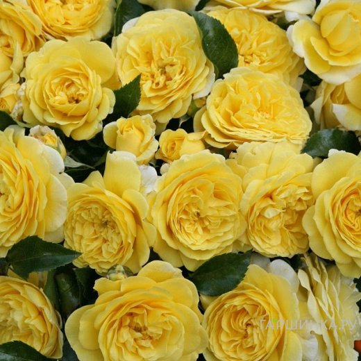 Роза Солеро флорибунда, Кордес (лиц)