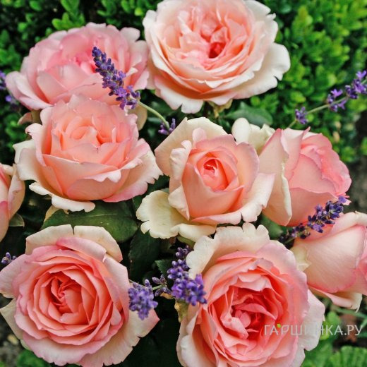 Роза Сувенир Де Баден-Баден, Кордес (лиц)