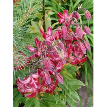 Лилия Клод Шрайд кудреватая 1шт