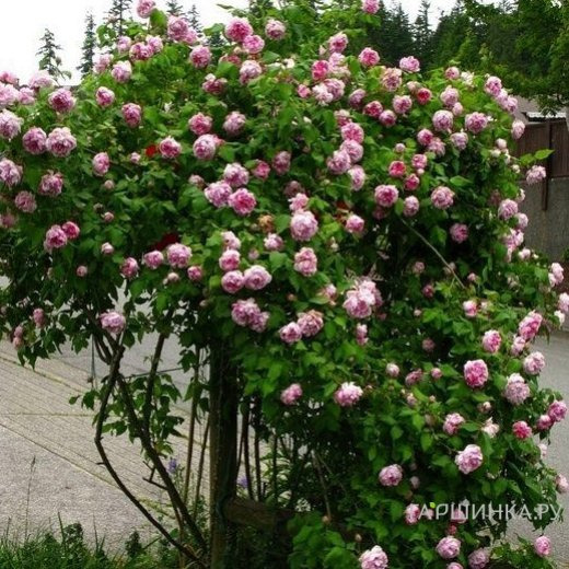 Роза Фердинанд Пичард, Гийо (лиц)