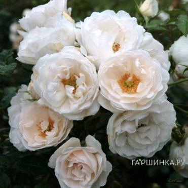 Роза Хелла, Кордес (лиц)