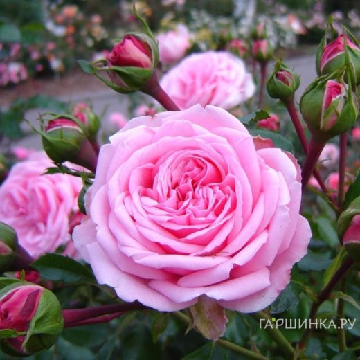 Роза Хоум энд Гарден, Кордес (лиц)