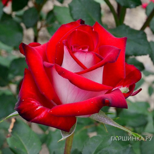 Роза Осирия чайно-гибридная, Кордес (лиц)