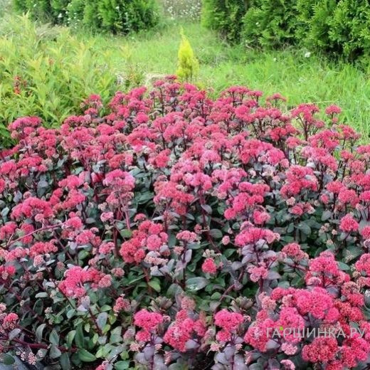 Очиток (седум) Ред Кули