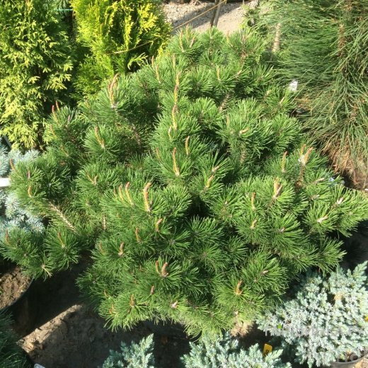 Сосна горная Клостергрюн