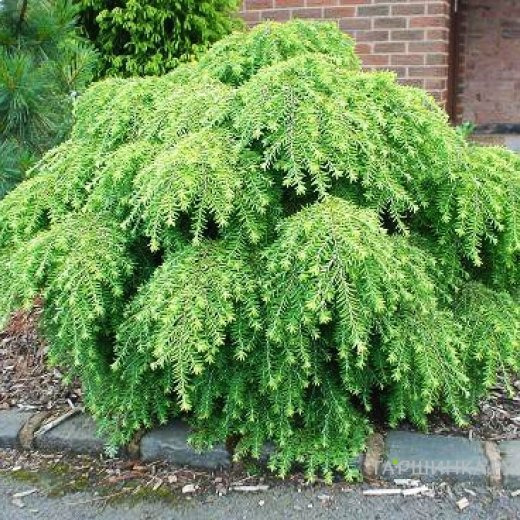 Тсуга канадская Джедделох