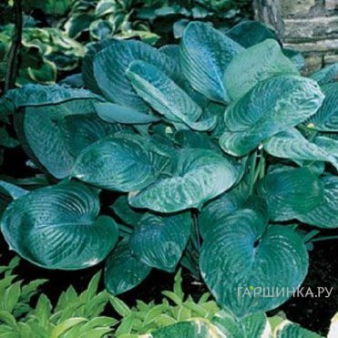Хоста Блу Амбреллас (L)