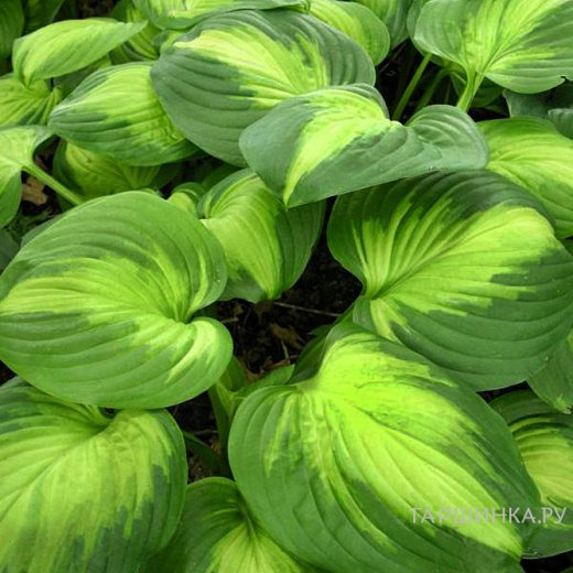 Хоста Энчиладас (L)