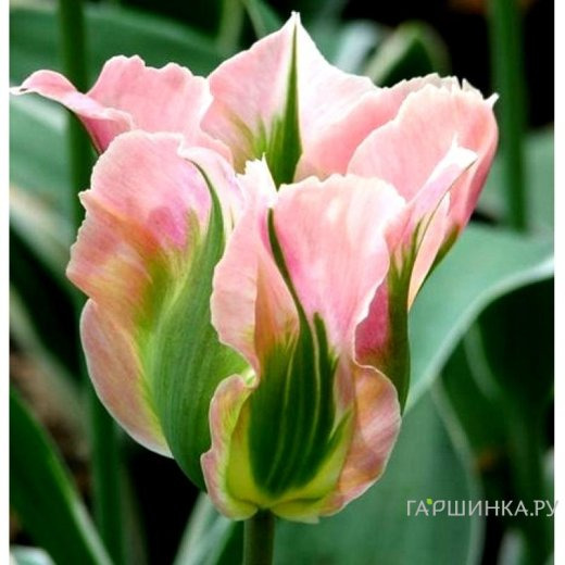 Тюльпан Чайна Таун зеленоцветковый 5шт