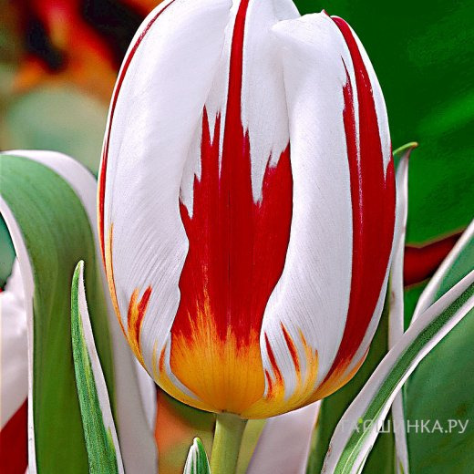 Тюльпан Карнавал де Рио простой поздний 5шт