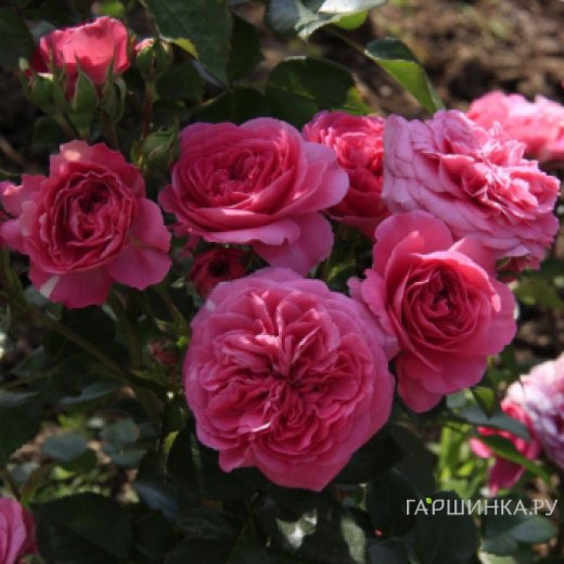 Роза Клив флорибунда, Imperial Rose