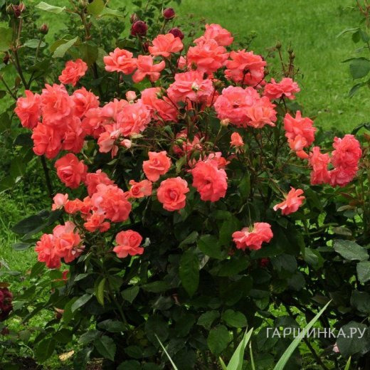 Роза Мюнхен Киндл флорибунда, Imperial Rose