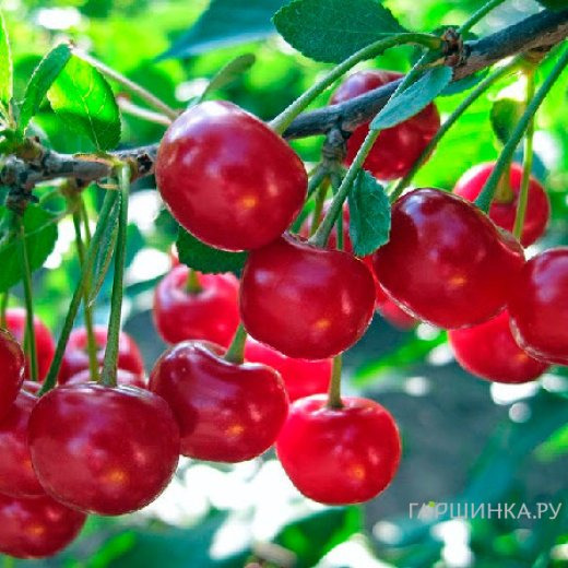 Вишня Любская