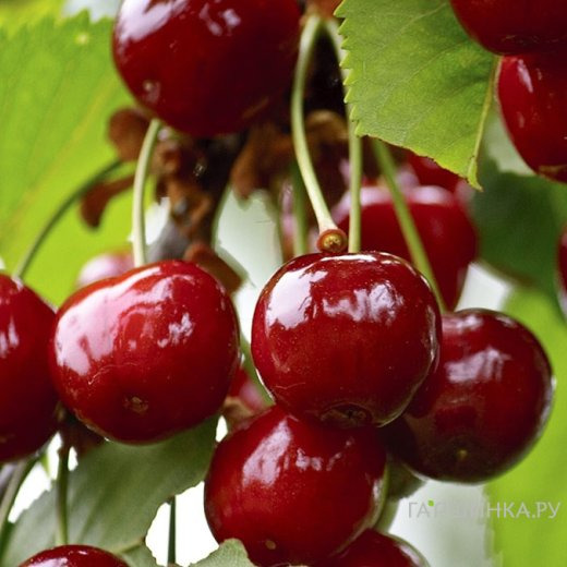 Вишня Норд Стар